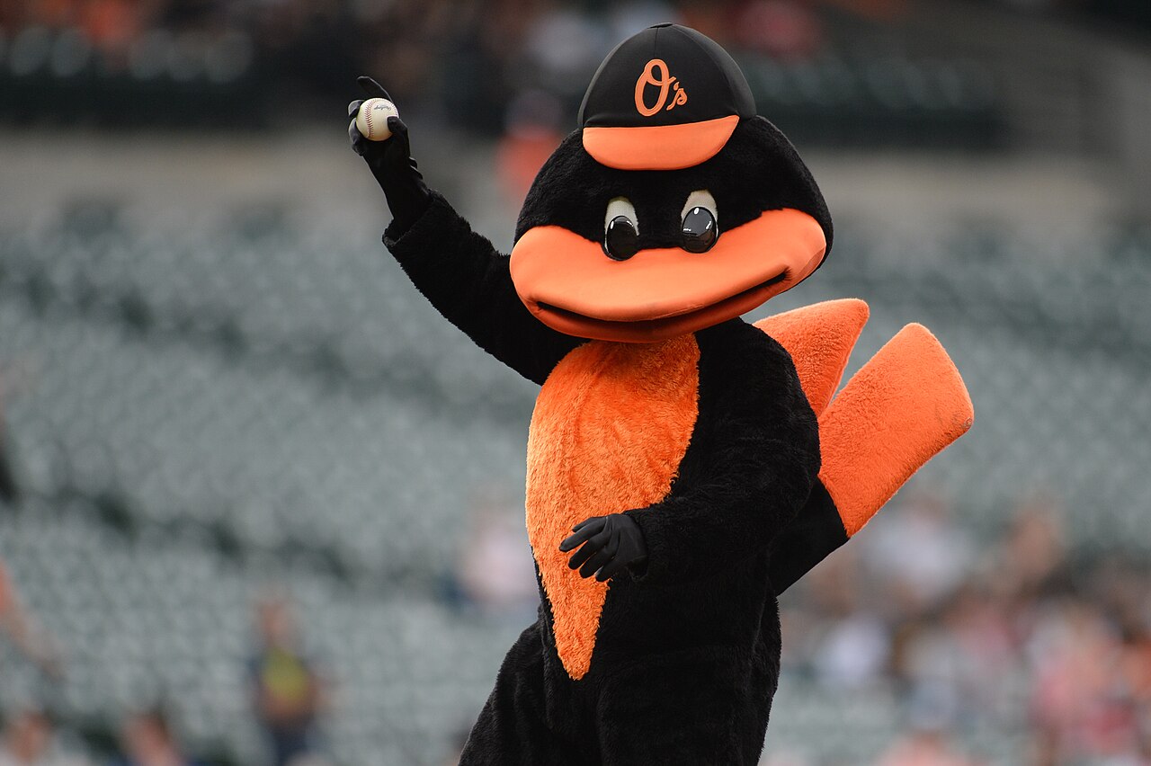 Oriole Bird